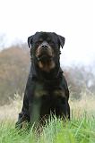 ROTTWEILER 406